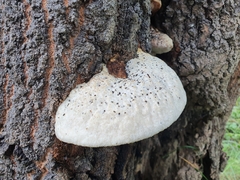 Climacocystis borealis