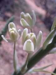 Albuca canadensis