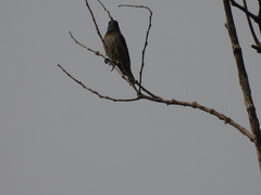 Anthreptes rectirostris