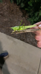 Neoconocephalus ensiger