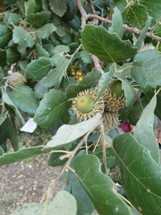 Quercus ithaburensis