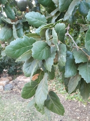Quercus ithaburensis