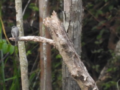 Muscicapa cassini image