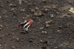 Leptuca uruguayensis