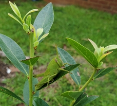 Schistocerca damnifica