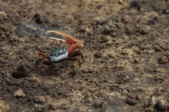 Leptuca uruguayensis