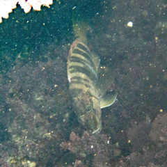 Serranus scriba