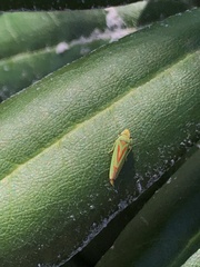 Graphocephala fennahi