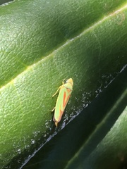 Graphocephala fennahi