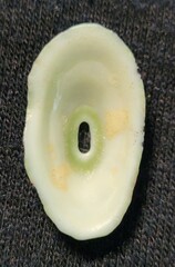 Fissurella virescens