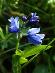 Polygala alpestris