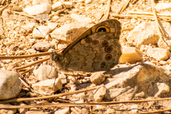 Lasiommata