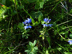 Polygala alpestris