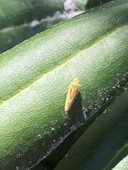 Graphocephala fennahi