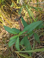 Coreopsis tripteris