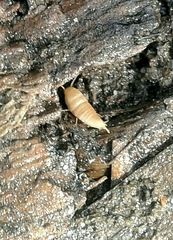 Proatelurina pseudolepisma