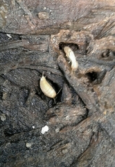 Proatelurina pseudolepisma
