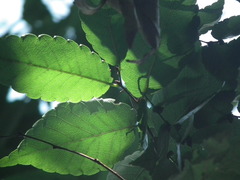Zelkova serrata