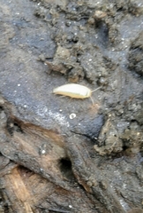 Proatelurina pseudolepisma