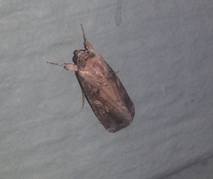 Spodoptera frugiperda