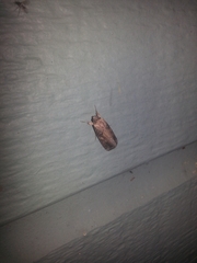 Spodoptera frugiperda