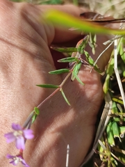 Epilobium obscurum