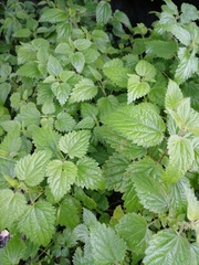 Urtica dioica