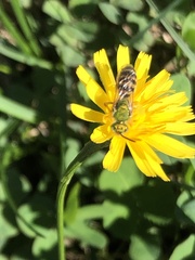 Agapostemon virescens