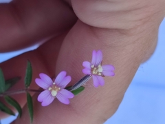 Epilobium obscurum