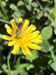 Agapostemon virescens