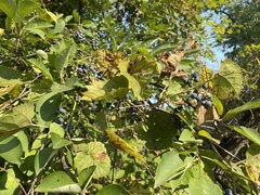 Vitis vulpina