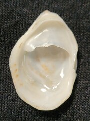 Crepidula lessonii