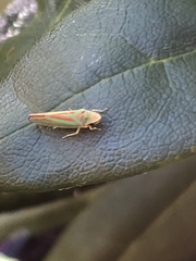 Graphocephala fennahi