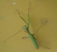 Mantis religiosa