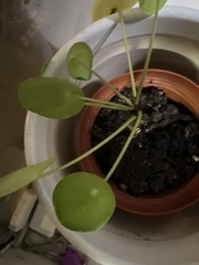 Pilea peperomioides