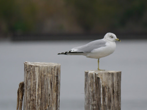 Ring-billed Gull photographed in Louisiana