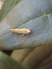 Graphocephala fennahi