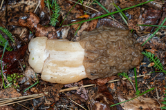 Verpa bohemica