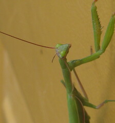 Mantis religiosa