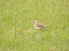 Anthus pallidiventris