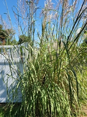 Miscanthus sinensis
