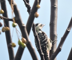 Dendrocopos analis
