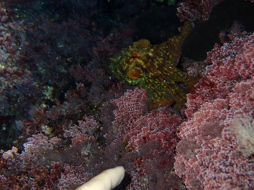 Obična hobotnica (Octopus vulgaris)