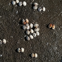 Cardiidae