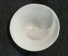 Calyptraea mamillaris