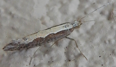 Plutella xylostella