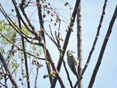 Dendrocopos analis