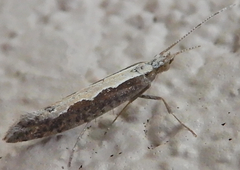 Plutella xylostella