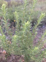 Solidago altissima