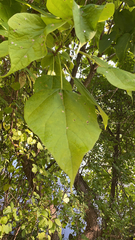 Catalpa speciosa